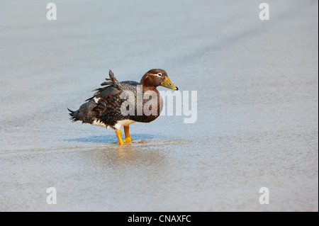 Falkland anatra vaporizzatore (Tachyeres brachypterus), Saunders Island, Isole Falkland Foto Stock