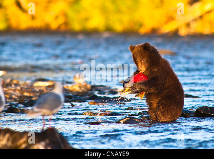 Giovani Brown Bear Cub in piedi sulle zampe posteriori le catture il suo primo salmone nel fiume russo, Penisola di Kenai, Alaska, Autunno Foto Stock