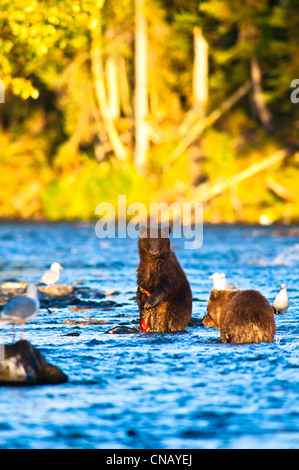 Due giovani orso bruno lupetti per la pesca del salmone su una tarda serata estiva, Russian River, Kenai Penninsula in Alaska centromeridionale Foto Stock