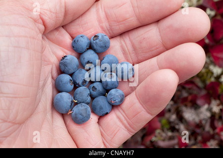 Stretta di mano di una persona azienda mirtilli selvatici da Denali National Park & Preserve, Interior Alaska, Autunno Foto Stock