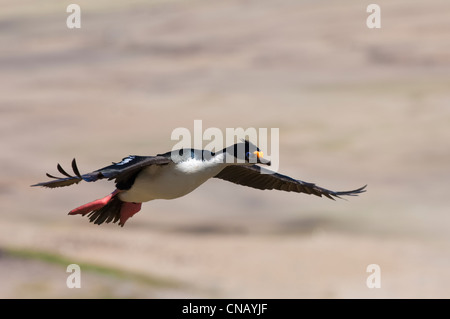 Imperial Shag, ex Blue-eyed o Re cormorano (Phalacrocorax atriceps) in volo, Saunders Island, Isole Falkland Foto Stock