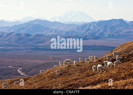 Una banda di dallâ pecore Pecore e agnelli pascolano su una collina nel Parco Nazionale di Denali con Mt. McKinley in background, Alaska Foto Stock