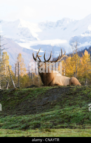 CAPTIVE: Roosevelt bull elk posa su una collina erbosa e bugling durante l'autunno rut, Alaska Wildlife Conservation Centre, Alaska Foto Stock