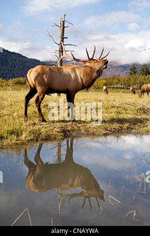 CAPTIVE: Rocky Mountain bull elk bugles nei pressi di alcune mucche elk, Alaska Wildlife Conservation Centre, centromeridionale Alaska, Autunno Foto Stock