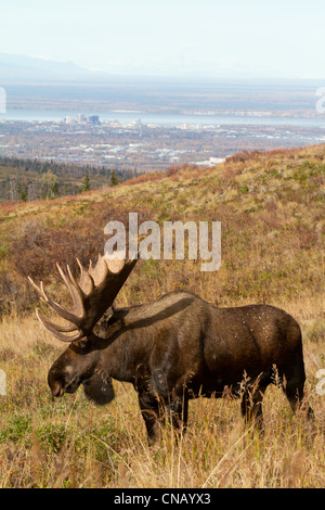 Bull moose sorge nella spazzola nell'adattatore Powerline Pass area prospiciente Anchorage, centromeridionale Alaska, Autunno Foto Stock