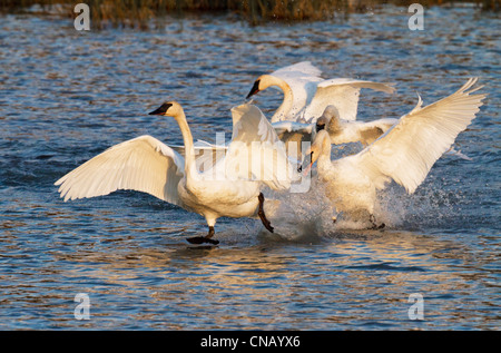 Trumpeter swans sbattimenti a prendere il via a Potter Marsh nei pressi di ancoraggio caduta durante la migrazione, centromeridionale Alaska Foto Stock
