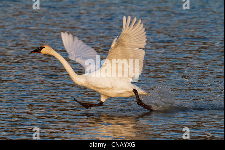 Trumpeter swan il decollo di Potter Marsh vicino a Anchorage durante il mese di settembre di migrazione, centromeridionale Alaska Foto Stock