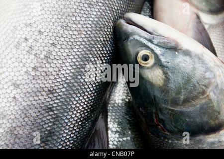 Chiudere il Salmone Sockeye Newhalen dal fiume in Bristol Bay Area, Iliamna, Southwest Alaska, estate Foto Stock