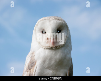 Close up di bianco Barbagianni a Chenies, Amersham, Bucks, Regno Unito Foto Stock