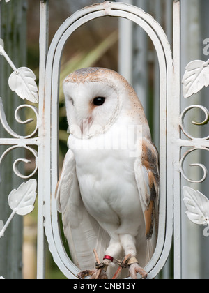 Barbagianni appollaiato in un bianco Pergoda a Chenies House, Amersham, Bucks, Regno Unito Foto Stock