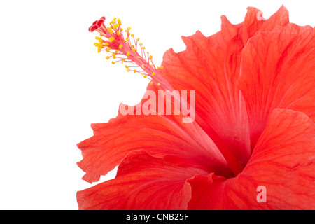 Rosso di fiori di ibisco Foto Stock