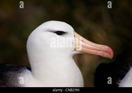 Nero-browed Albatross o nero-browed Mollymawk (Diomedea melanophris), West Point, Isole Falkland Foto Stock