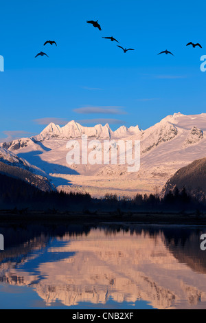 Composito: Oche del Canada sorvolare Mendenhall fiume al tramonto con Mendenhall Glacier e torri in background, Alaska Foto Stock