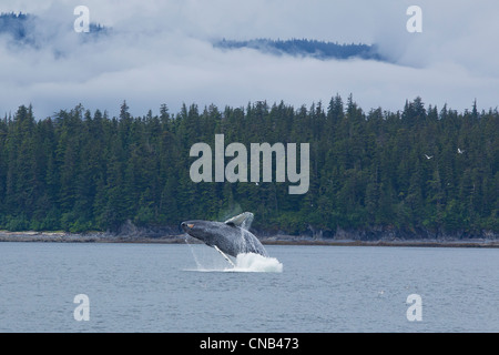 Humpback Whale violazioni in Chatham Strait vicino Chichagof Island, Tongass National Forest, a sud-est di Alaska, estate Foto Stock