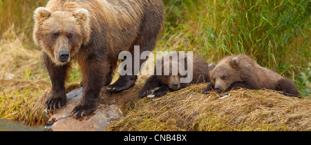 Un orso bruno madre scansiona l'acqua per il salmone mentre i suoi cuccioli resto sulla banca di Grizzly Creek, Katmai National Park, Alaska Foto Stock