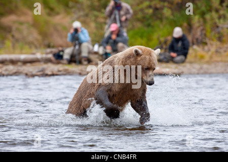 Orso bruno salta a balzare su un Salmone Sockeye, Grizzly Creek, Katmai National Park, Alaska Foto Stock