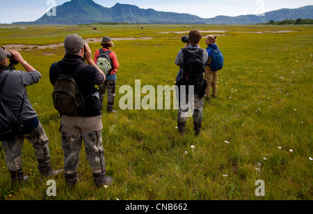 I visitatori di scattare foto di orso bruno di pascolare su carici ed erbe in Hallo Bay prato, Katmai National Park & Preserve, Alaska Foto Stock