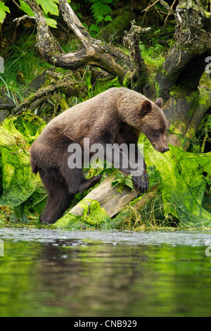 Giovani orso bruno la pesca lungo la riva, Tongass National Forest, a sud-est di Alaska, estate Foto Stock