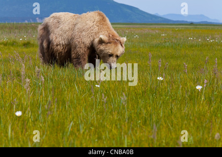 Coastal orso bruno di pascolare su carici, fiori selvatici e altre erbe in prato in Hallo Bay, Katmai National Park, Alaska Foto Stock