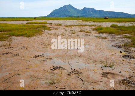 Orso bruno le vie nel fango a Hallo Bay, Parco Nazionale e Riserva di Katmai, Southwest Alaska, estate Foto Stock
