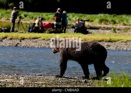 Fotografi guardando coastal orso bruno look per il salmone nel porto di geografica, Katmai National Park & Preserve, Alaska Foto Stock