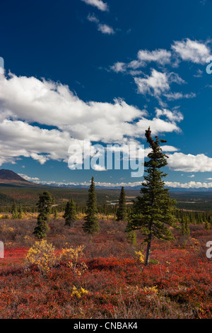 Vista panoramica di coloratissimi tundra e la vista in lontananza l'Alaska Range dal Denali Highway, Interior Alaska, Autunno Foto Stock