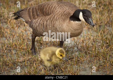 Una madre Canada Goose veglia sulla sua gosling nei pressi di un laghetto di Anchorage, centromeridionale Alaska, estate Foto Stock