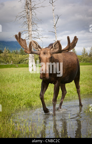 CAPTIVE: Bull moose con le sue corna di cervo in velluto con le passeggiate attraverso acqua, Alaska Wildlife Conservation Centre, centromeridionale Alaska Foto Stock