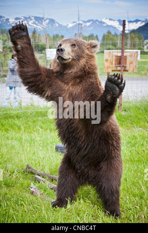 CAPTIVE: Maschio Kodiak orso bruno 20-mese-vecchio cub sorge su hind di alimentazione con le sue braccia allargate, centromeridionale Alaska, estate Foto Stock