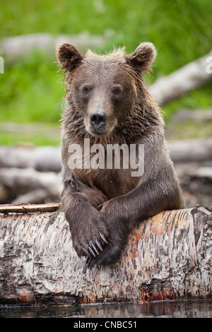 Sub-adulto orso bruno poggia su un registro caduti nel fiume russo, centromeridionale Alaska, estate Foto Stock
