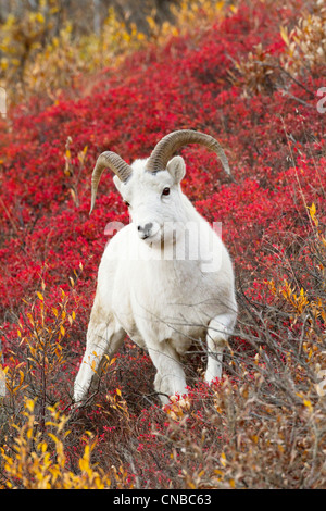 Un dallâ pecore ram sorge in un colorito autunno boccole nel Parco Nazionale e Riserva di Denali, Interior Alaska Foto Stock