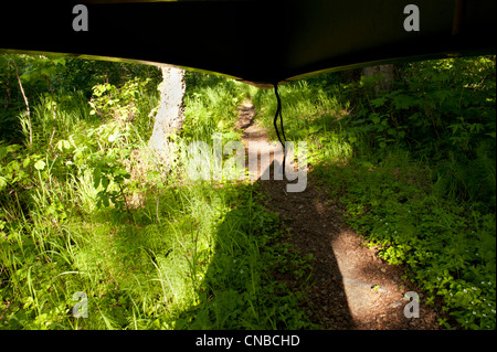 Vista da sotto una canoa mentre portaging in Nancy Lakes State Recreation Area vicino a Willow, centromeridionale Alaska, estate Foto Stock