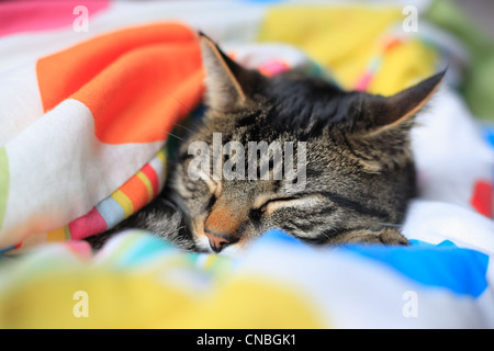 Voce maschile tabby gatto addormentato sotto un bambino il piumone. Foto Stock