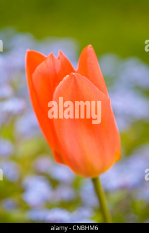 Tulip "Orange Imperatore' con dimenticare-me-Middlesbrough in background Foto Stock