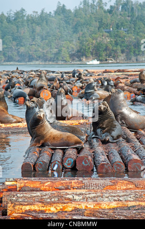 Steller e Califonia leoni di mare presso il Craig Bay cantiere di registrazione, Nanoose Bay Isola di Vancouver BC. SCO 8105 Foto Stock