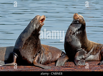 I leoni di mare presso il Craig Bay cantiere di registrazione, Nanoose Bay Isola di Vancouver BC. SCO 8019 Foto Stock