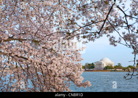 Una vista del Thomas Jefferson Memorial attraverso il bacino di marea a Washington DC durante il Cherry Blossom Festival Foto Stock