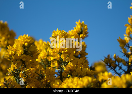 Vivacemente colorato di giallo ginestre, Ulex Europaeus insieme contro una vibrante blu cielo Foto Stock