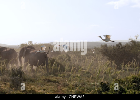Allevamento di elefanti seguito da aironi bestiame Addo Elephant Park, Garden Route, Sud Africa Foto Stock