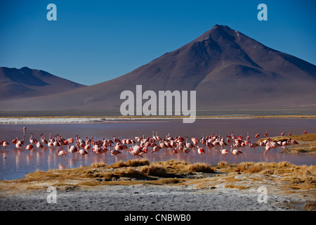 James's Flamingo, Phoenicoparrus jamesi, sulla Laguna Colorada, Colorada lago o laggon rosso Foto Stock