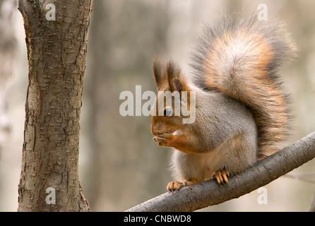 Lo scoiattolo si siede su un ramo di albero Foto Stock