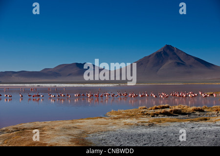 James's Flamingo, Phoenicoparrus jamesi, sulla Laguna Colorada, Colorada lago o laggon rosso Foto Stock