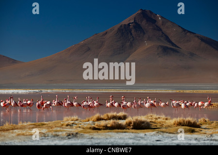 James's Flamingo, Phoenicoparrus jamesi, sulla Laguna Colorada, Colorada lago o laggon rosso Foto Stock