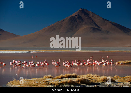 James's Flamingo, Phoenicoparrus jamesi, sulla Laguna Colorada, Colorada lago o laggon rosso Foto Stock