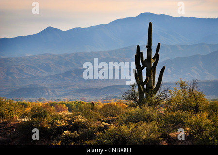 Arizona il paesaggio del deserto con cactus in autunno Foto Stock