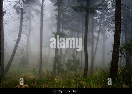 Foggy pineta in Colorado Foto Stock