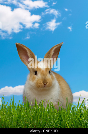 Bunny in erba, giornata di sole Foto Stock
