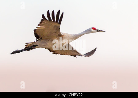 Sandhill gru (Grus canadensis) volare fuori per alimentare in cornfields dopo aver trascorso la notte sul fiume Platte Foto Stock