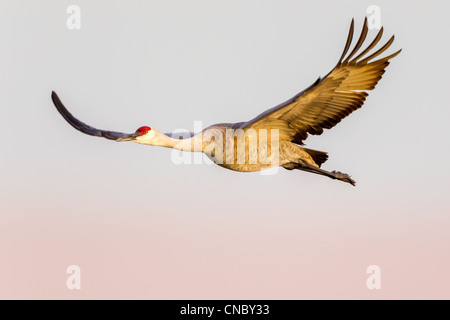 Sandhill gru (Grus canadensis) volare fuori per alimentare in cornfields dopo aver trascorso la notte sul fiume Platte Foto Stock