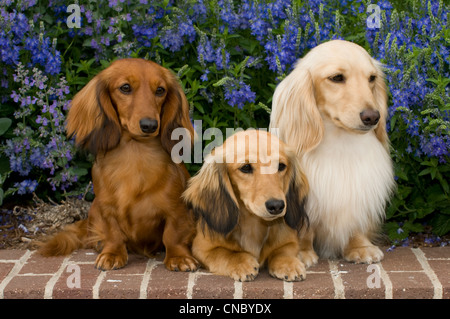 Tre con i capelli lunghi dachshunds su un muro di mattoni con fiori dietro Foto Stock